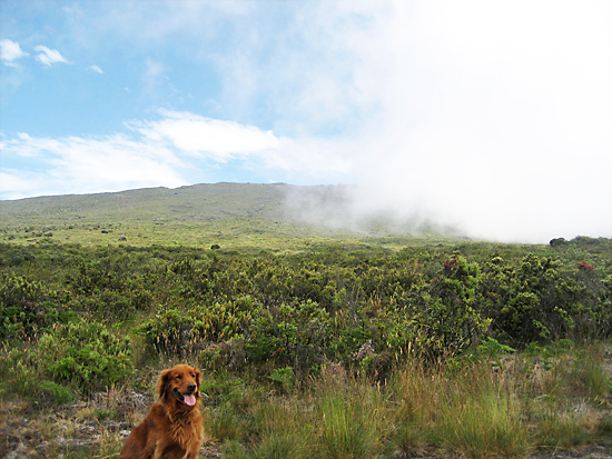 Beautiful Maui on a hike with our dog